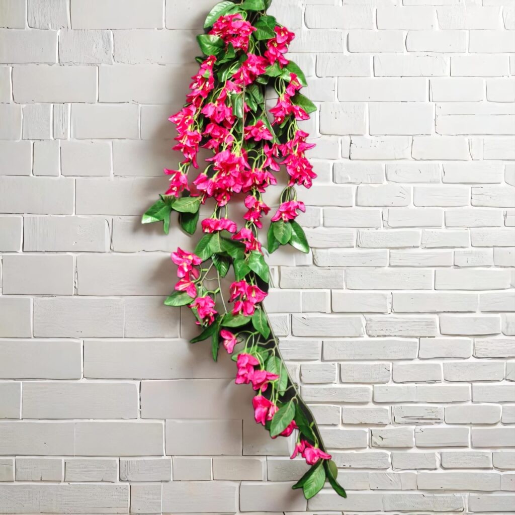 Bougainville Long Hanging.. 2.2ft