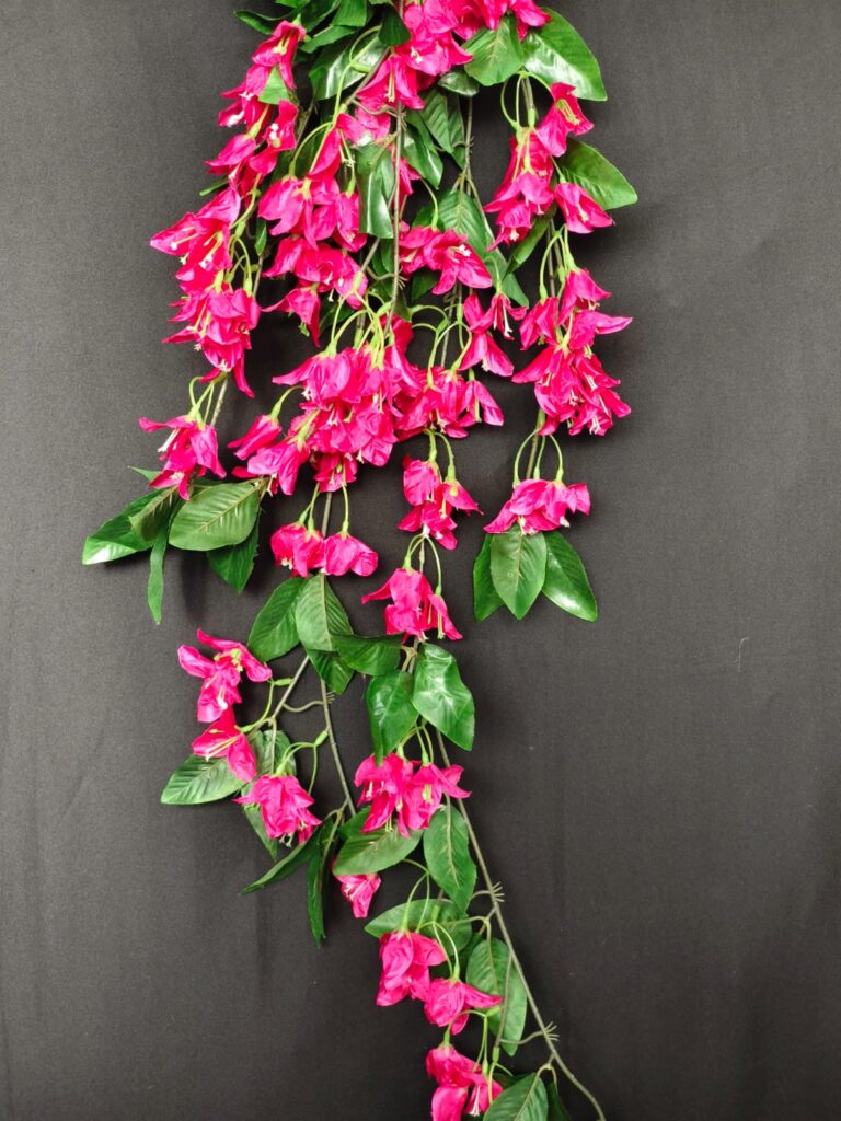 Bougainville Long Hanging.. 2.2ft