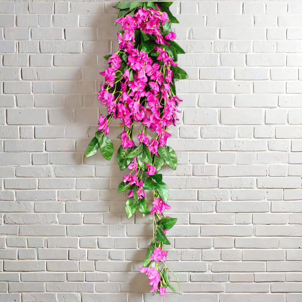 Bougainville Long Hanging.. 2.2ft