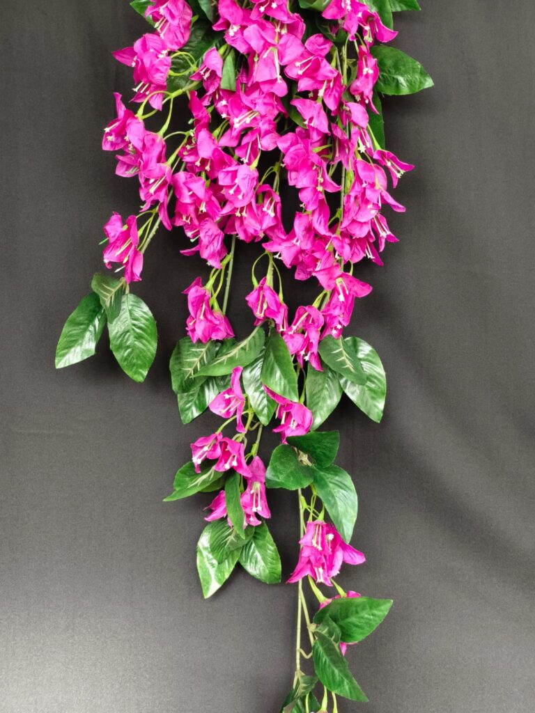 Bougainville Long Hanging.. 2.2ft