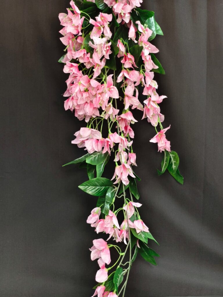 Bougainville Long Hanging.. 2.2ft